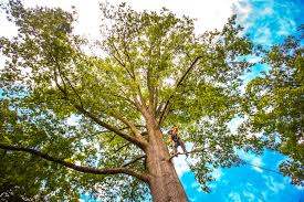 Trusted Old Mystic, CT  Tree Services Experts