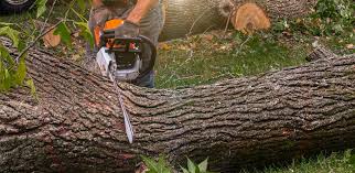 How Our Tree Care Process Works  in  Old Mystic, CT